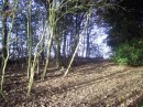 Local woods