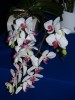 Janet's orchid collection